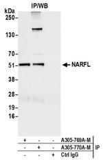 NARFL Polyclonal Antibody