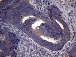 NARS2 Antibody in Immunohistochemistry (Paraffin) (IHC (P))