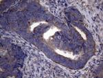 NARS2 Antibody in Immunohistochemistry (Paraffin) (IHC (P))