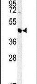 NASP Antibody in Western Blot (WB)