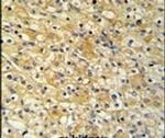 NAT8 Antibody in Immunohistochemistry (IHC)