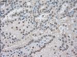 NAT8 Antibody in Immunohistochemistry (Paraffin) (IHC (P))