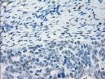 NAT8 Antibody in Immunohistochemistry (Paraffin) (IHC (P))
