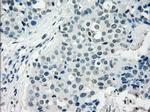 NAT8 Antibody in Immunohistochemistry (Paraffin) (IHC (P))