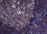 NBN Antibody in Immunohistochemistry (Paraffin) (IHC (P))