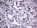 NBN Antibody in Immunohistochemistry (Paraffin) (IHC (P))