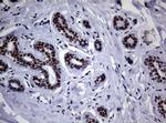 NBN Antibody in Immunohistochemistry (Paraffin) (IHC (P))