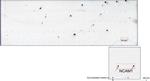 NCAM1 Antibody in Peptide array (ARRAY)