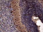 NCAM1 Antibody in Immunohistochemistry (Paraffin) (IHC (P))