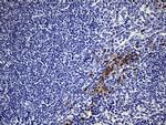 NCAM1 Antibody in Immunohistochemistry (Paraffin) (IHC (P))