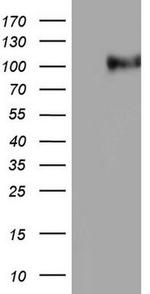 NCAM1 Antibody in Western Blot (WB)