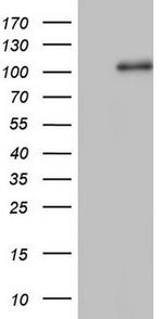 NCAM1 Antibody in Western Blot (WB)