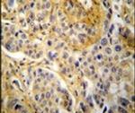p47phox Antibody in Immunohistochemistry (IHC)