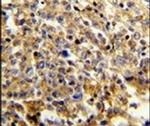 NCF4 Antibody in Immunohistochemistry (IHC)