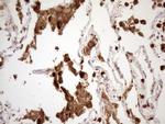 NCF4 Antibody in Immunohistochemistry (Paraffin) (IHC (P))