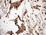 NCF4 Antibody in Immunohistochemistry (Paraffin) (IHC (P))