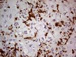 NCF4 Antibody in Immunohistochemistry (Paraffin) (IHC (P))