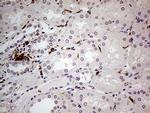 NCF4 Antibody in Immunohistochemistry (Paraffin) (IHC (P))