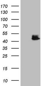 NCF4 Antibody in Western Blot (WB)