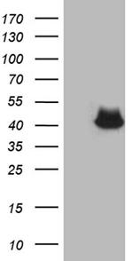 NCF4 Antibody in Western Blot (WB)