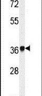NCF4 Antibody in Western Blot (WB)
