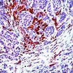 NCK2 Antibody in Immunohistochemistry (IHC)