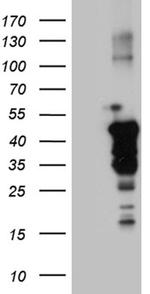 NCK2 Antibody in Western Blot (WB)