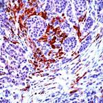 NCK2 Antibody in Immunohistochemistry (IHC)
