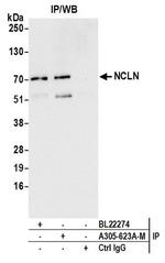 NCLN Antibody in Western Blot (WB)