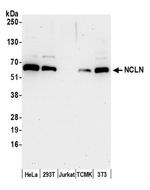 NCLN Polyclonal Antibody