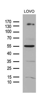 NCOA7 Antibody in Western Blot (WB)