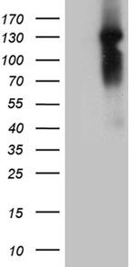 NCOA7 Antibody in Western Blot (WB)