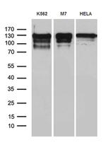 NCOA7 Antibody in Western Blot (WB)