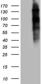 NCOA7 Antibody in Western Blot (WB)