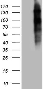 NCOA7 Antibody in Western Blot (WB)