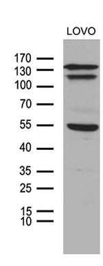 NCOA7 Antibody in Western Blot (WB)