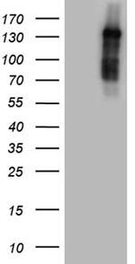 NCOA7 Antibody in Western Blot (WB)