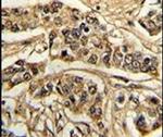 NCS1 Antibody in Immunohistochemistry (IHC)