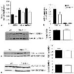 OxPhos Complex IV subunit IV Antibody in Western Blot (WB)