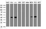 NDEL1 Antibody in Western Blot (WB)
