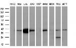NDEL1 Antibody in Western Blot (WB)