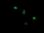 NDOR1 Antibody in Immunocytochemistry (ICC/IF)