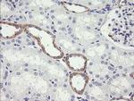 NDOR1 Antibody in Immunohistochemistry (Paraffin) (IHC (P))