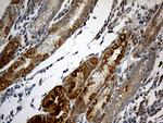 NDUFA2 Antibody in Immunohistochemistry (Paraffin) (IHC (P))