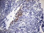 NDUFA4L2 Antibody in Immunohistochemistry (Paraffin) (IHC (P))