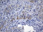 NDUFA4L2 Antibody in Immunohistochemistry (Paraffin) (IHC (P))