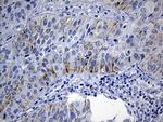 NDUFA4L2 Antibody in Immunohistochemistry (Paraffin) (IHC (P))
