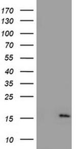 NDUFA5 Antibody in Western Blot (WB)