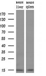 NDUFA5 Antibody in Western Blot (WB)