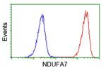 NDUFA7 Antibody in Flow Cytometry (Flow)